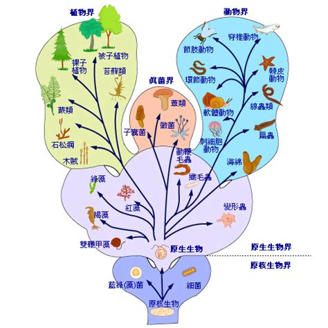 界門綱目科屬種查詢|界門綱目科屬種:分類系統,兩界,三界,四界,五界,兩總界。